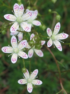 Saxifraga bronchialis